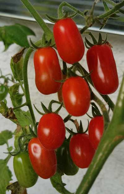 Tomatensalat von Pelatini