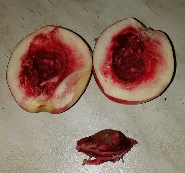 Die erste Nektarine vom&nbsp;Balkon